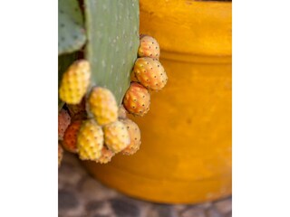 Casa per le vacanze Pachino  48