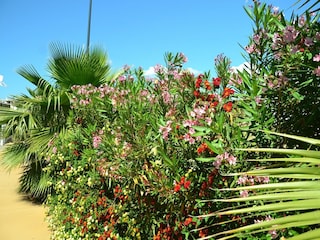 Villa Alghero  25