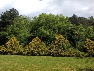 Appartamento Cavalese Ambiente 25