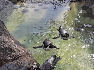 Appartamento per vacanze Cuxhaven Zentrum & Grimmershörn Ambiente 12