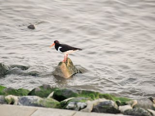 Austernfischer am Ufer