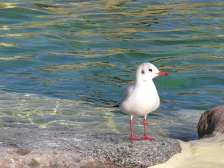 Möwe am Ufer