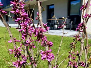 Apartment Bergfieber