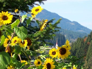 Sonnenblumendorf