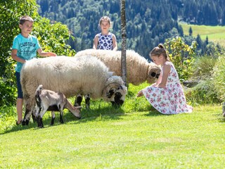 Unsere Schafe Wasti und Heidi