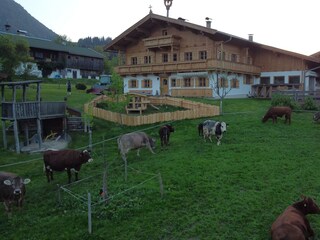 Biobauernhof Mittermoos mit Kühen