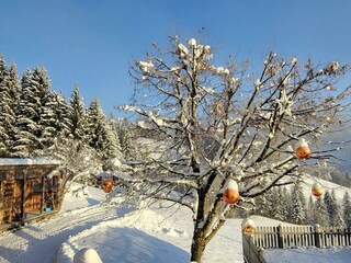 Lindenbaum im Winter