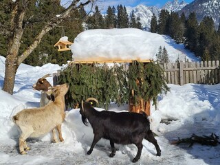 Ziegenfütterung im Winter