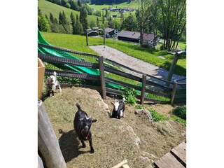 Zwergziegengehege und Flying Fox