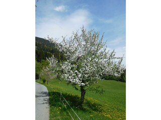 Blockhaus Ansicht 038