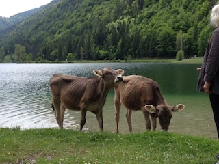 Almkühe am See