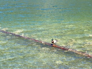 Alle genießen die Brise am See