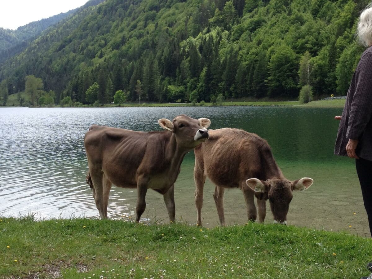 Almkühe am See