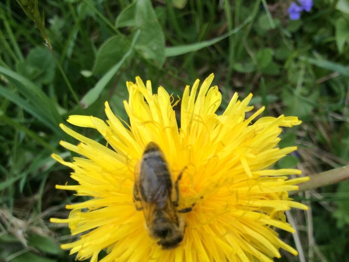 Fleißige Bienen