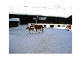 Horses