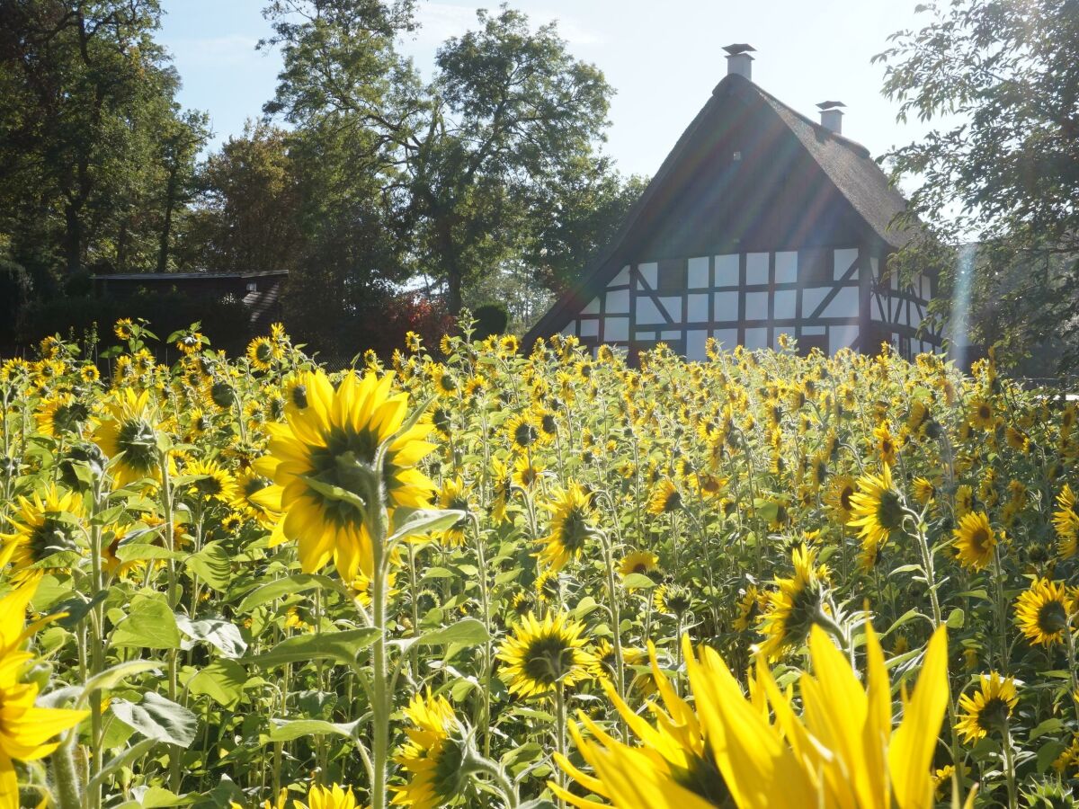 Steinches Mühle im Sonnenblumenkleid