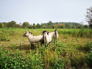Wildpferde beim Hofgut Serrig