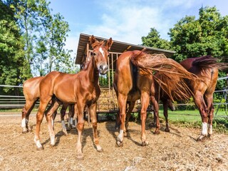 Bed & Breakfast Rovato Ambiente 20