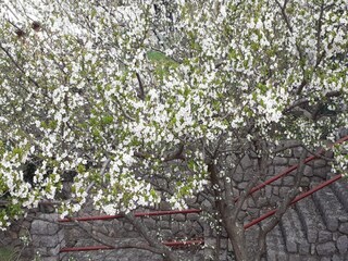 Apartment Ledenice Außenaufnahme 2