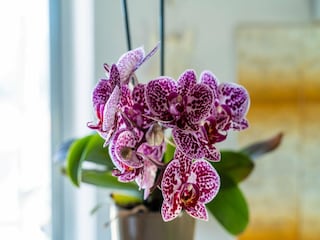 Apartamento Dubrovnik  32