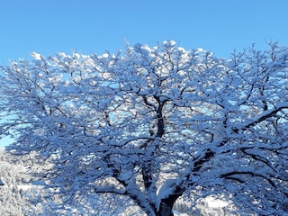 Ferienhaus Afritz am See Außenaufnahme 7