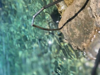 Maison de vacances Kanica  37