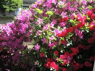 Holiday apartment Locarno-Muralto Outdoor Recording 18