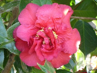 Holiday apartment Locarno-Muralto Outdoor Recording 21