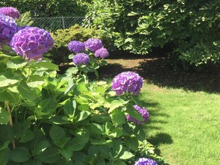 Holiday apartment Ascona Outdoor Recording 16