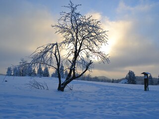 Winter Kahler Aste
