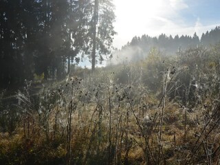 Herbst mit nebel
