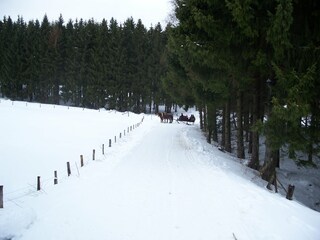 schlittenfahren mit Pferden im Schnee