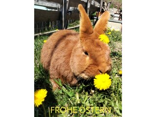 Appartamento per vacanze Feldthurns Ambiente 27