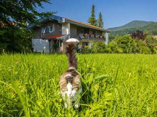 Kater "Kleiner" unterwegs auf der Wiese vor dem Haus