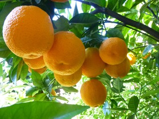 Orangenbaum
