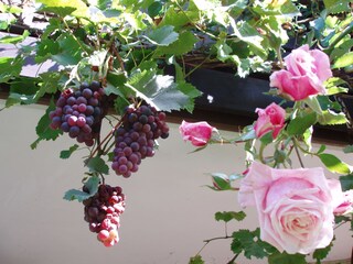 Rosen + Wein