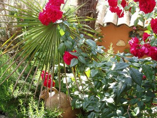 mediterraner Garten