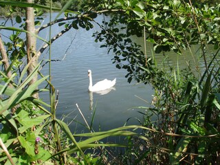 Taubergießen Naturschutzgebiet