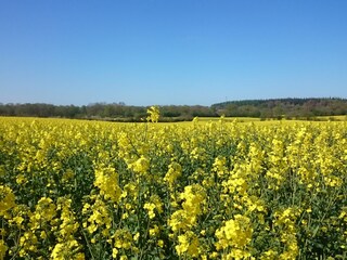 Honig liegt in der Luft 1km