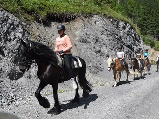 Ausritt mit Schulpferden