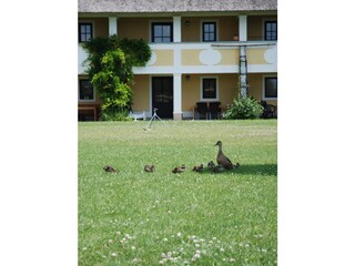 Appartamento per vacanze Weiden am See Ambiente 25