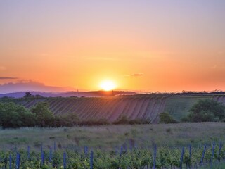 Holiday apartment Weiden am See Environment 40