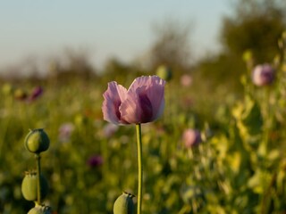 Appartamento per vacanze Weiden am See Ambiente 26