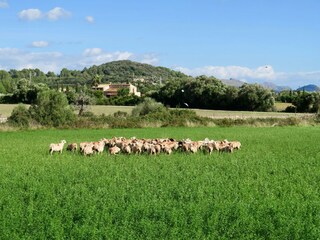 Casa a schiera Pollensa Ambiente 28