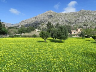 Rijtjeshuis Pollensa Buitenaudio-opname 14