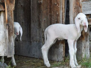 Urlaub am Bauernhof, Ferienhaus Em&Ma, Schafe