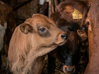 Urlaub am Bauernhof Ferienhaus Em&Ma, Rinder