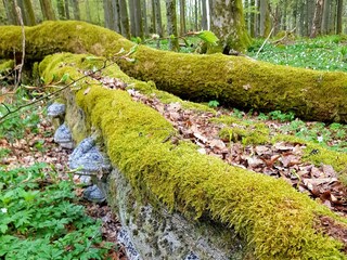 Rhöner Urwald (Schafstein)