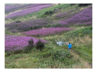 Wandern durch Weidenröschen auf der Wasserkuppe