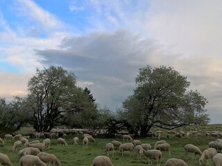 Schafherde auf der Hochrhön